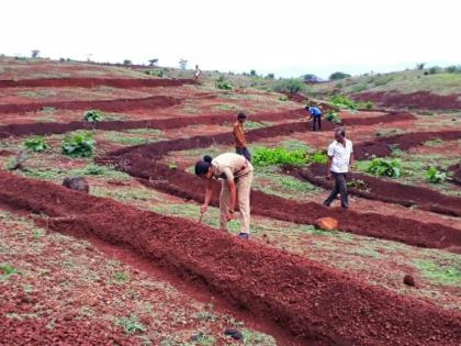 25 lakh saplings were ready for Mission Harit Satpuda | मिशन हरीत सातपुडासाठी २५ लाख रोपे झाली तयार 25 lakh saplings were ready for Mission Harit Satpuda | मिशन हरीत सातपुडासाठी २५ लाख रोपे झाली तयार