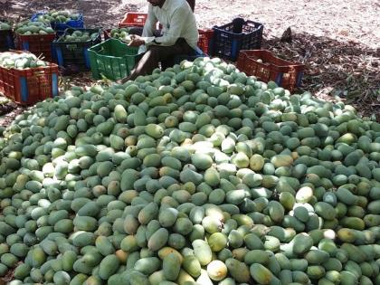 The sweetness of ‘saffron’ flows at the foot of Satpuda | सातपुड्याच्या पायथ्याशी दरवळतो ‘केसर’चा गोडवा The sweetness of ‘saffron’ flows at the foot of Satpuda | सातपुड्याच्या पायथ्याशी दरवळतो ‘केसर’चा गोडवा