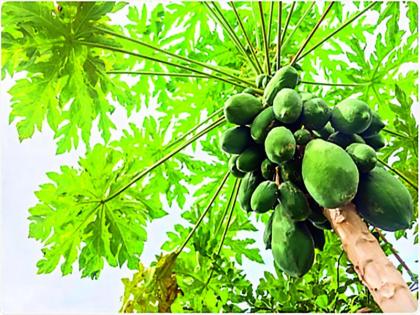  Papaya's price collapses, only three rupees for a kilo | पपईचे भाव गडगडले, किलोला फक्त तीन रुपये