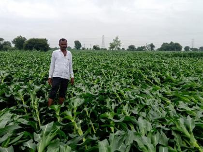 Crops hit in the district | जिल्ह्यात पिकांना फटका