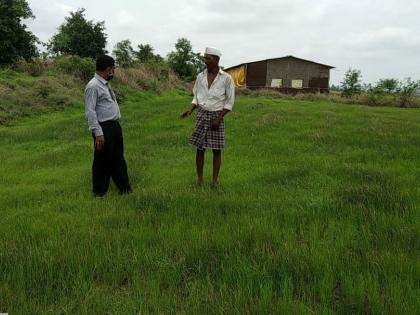 Paddy farming in crisis due to lack of rains | पावसाअभावी भात शेती संकटात