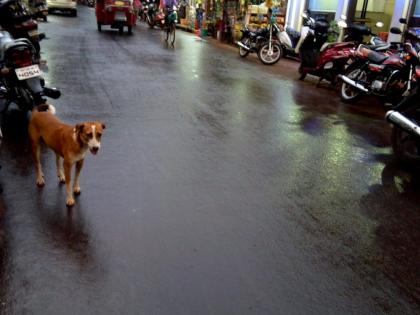 Relief by rain sprinkling rain | देवरूखात पावसाच्या शिडकाव्याने दिलासा