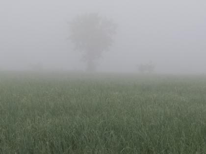 Flick the rabbi's crop with smoke | धुक्याने रब्बीच्या पिकांना फटका