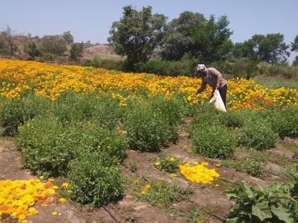  Blooming marigold flowers, trees uprooted due to lockdown | बहरलेली झेंडूची फुले, झाडे लॉकडाऊनमुळे उपटून फेकली