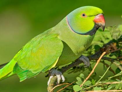 Thousands of parrots | हजारो पोपट