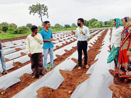 Integrated body management guidance from agronomists | एकात्मिक तन व्यवस्थापन कृषिदूतांकडून मार्गदर्शन