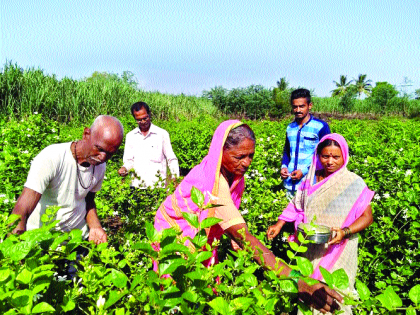 The use of Aromatic Farm of Phaltan Minority Farmer | फलटणच्या अल्पभूधारक शेतकऱ्याचा सुगंधी शेतीचा प्रयोग