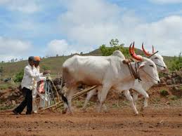 Farmers facing natural calamities | नैसर्र्गिक आपत्तीत पिचतोय शेतकरी