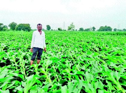 Crops hit in the district | जिल्ह्यात पिकांना फटका