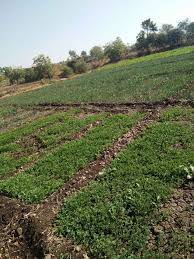 Farmers in Yeola waiting for the rotation | येवल्यातील शेतकरी आवर्तनाच्या प्रतीक्षेत