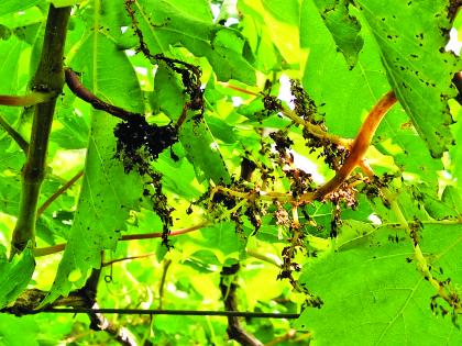 Outbreaks of Downy, Carpal Disease on Vineyards | द्राक्षबागांवर डाऊनी, करपा रोगांचा प्रादुर्भाव