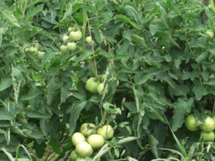 Tomato planting in Dindori postponed | दिंडोरीत टमाटा लागवड लांबणीवर