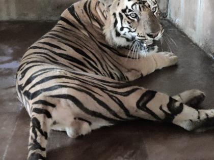 Nagpur tiger arrives in Mumbai | नागपूरचा वाघ मुंबईत दाखल