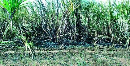 Half acre of sugarcane due to lightning fall | विद्युत तारा पडल्याने दीड एकर ऊस खाक