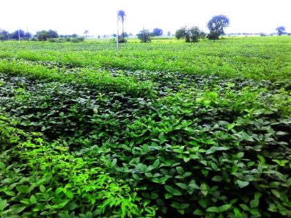 Showring rain give boost to kharif crops! | रिमझिम पावसामुळे खरीपातील पिकांना संजीवनी!