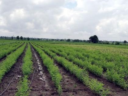 Rain gave relief to Wardha; 237.79 mm of rainfall | श्रावणसरींनी दिला वर्धेकरांना दिलासा; २३७.७९ मिमी पाऊस