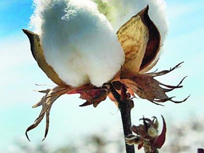 Imports should be levied on cotton as well as cotton | साखरेप्रमाणे कापसावरही आयात शुल्क लावावे