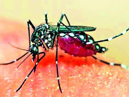 Take measures to prevent Dengue Disease | डेंग्यू आजाराच्या प्रतिबंधाकरिता उपाययोजना करा