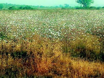 Drought farming is beneficial for this year's crop | यंदाच्या खरिपात ओलितापेक्षा कोरडवाहू शेती ठरली फायद्याची