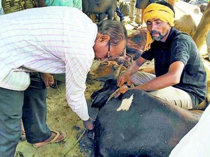 Poisoning of leftover food; 13 deaths of animals | शिळ्या अन्नातून विषबाधा; १३ जनावरांचा मृत्यू