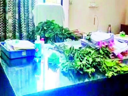 Soybean tree gift to the chair of District Superintendent of Agriculture due to absence | अनुउपस्थितीमुळे जिल्हा अधीक्षक कृषी अधिकाऱ्यांच्या खुर्चीला सोयाबीनचे झाड भेट
