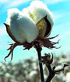 Four thousand quintals of cotton growers | चार हजार क्विंटल कापूस व्यापाऱ्यांच्या घशात