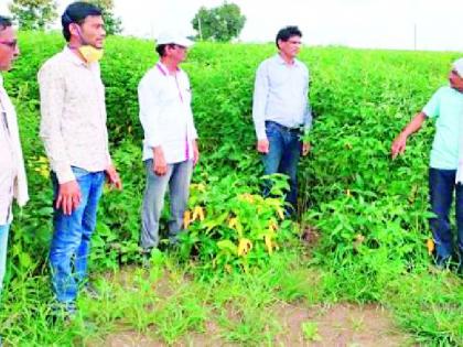 Special campaign of agriculture department in Digras taluka | दिग्रस तालुक्यात कृषी विभागाची विशेष मोहीम Special campaign of agriculture department in Digras taluka | दिग्रस तालुक्यात कृषी विभागाची विशेष मोहीम