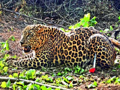 In a gravel trapped in a vineyard near Chadgaon Shivar near Nashik Road | नाशिकरोडजवळ चाडेगाव शिवारातील द्राक्षमळ्यात बिबट्या जाळ्यात