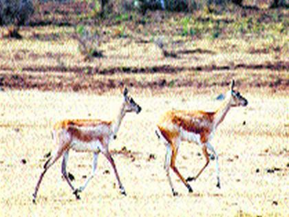 Deer runway looking for water in the mouth area | मुखेड परिसरात पाण्याच्या शोधार्थ हरणांची भटकंती