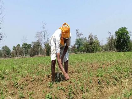 Grass tea plantation will bloom in the barn! The first experiment in the district | धानाच्या कोठारात फुलणार गवती चहाचे मळे! जिल्ह्यातील पहिलाच प्रयोग