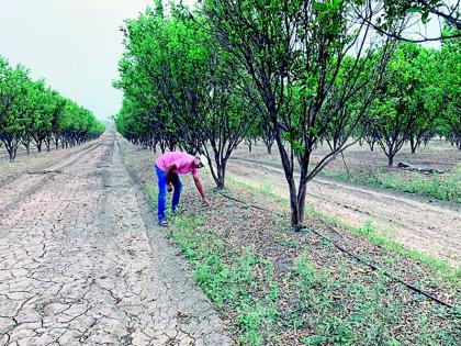 Sagar earned Rs 10 lakh from a two acre orange orchard | दोन एकर संत्रा बागेतून ‘सागर’ने घेतले १० लाखांचे उत्पन्न