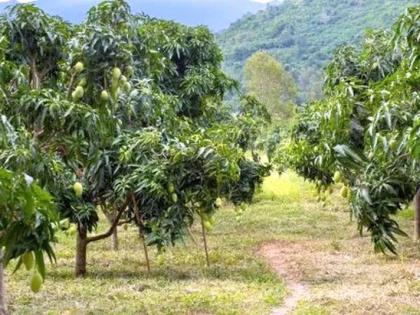 Four lakh farmers went ahead in the cultivation of Horticulture | फळबाग लागवडीसाठी चार लाख शेतकरी पुढे सरसावले