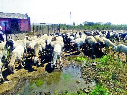 Animal feed; Water question is serious | जनावरांचा चारा; पाण्याचा प्रश्न गंभीर