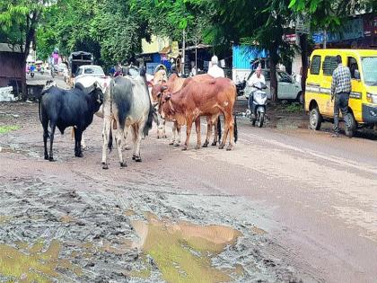  Panchavati Mokat animals on the streets | पंचवटीत मोकाट जनावरे रस्त्यांवर