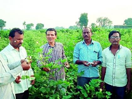 Farmers in trouble due to the cotton worm in Nagpur district | बोंडअळीमुळे नागपूर जिल्ह्यातील शेतकरी हवालदिल