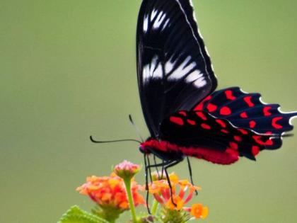 Millions spent on tiger breeding, but butterflies on the wind | व्याघ्रसंवर्धनावर कोटींचा खर्च, फुलपाखरे मात्र वाऱ्यावर