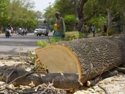 Hundreds of trees cut in the expansion of the state road | राज्यमार्गाच्या विस्तारीकरणात शेकडो वृक्षांची कत्तल