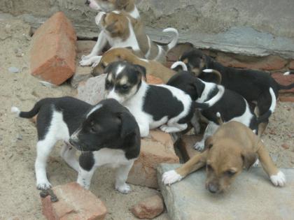 Defertilization of dogs is now in rural areas in the state | राज्यात ग्रामीण भागातील श्वानांचेही होणार निर्बिजीकरण