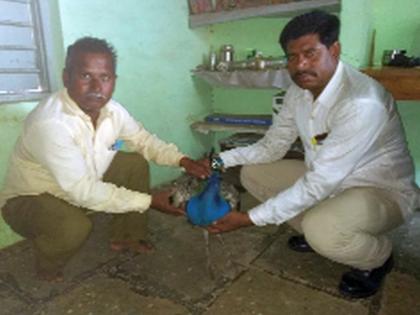 Peacocks were found unconscious in Waghadi Shivar | वाघाडी शिवारात मोर बेशुद्ध अवस्थेत आढळले