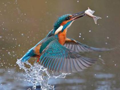  Ditch bird trapped in search of hunting on river-plains, unique fishermen | डिचा पक्षी नदी-ओढ्यांवर शिकार शोधण्यात गर्क, अनोखा मच्छिमार