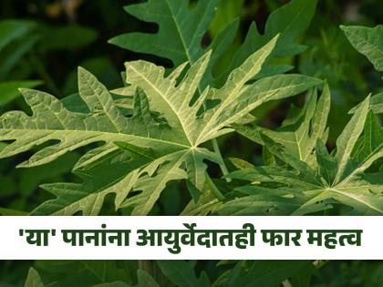 Amazing health benefits of papaya leaves you should know | वेगवेगळ्या उपचारांसाठी केला जातो 'या' पानांचा वापर, याच्या रसाने अनेक आजार होतील दूर