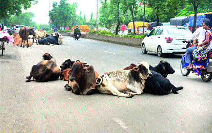 Strike the flocks on the road | भटक्या जनावरांचा रस्त्यावरच ठिय्या