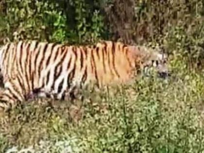 Patteri tiger sighting in Lingwadi area of Ajra taluka? | आजरा तालुक्यातील लिंगवाडी परिसरात पट्टेरी वाघाचे दर्शन?