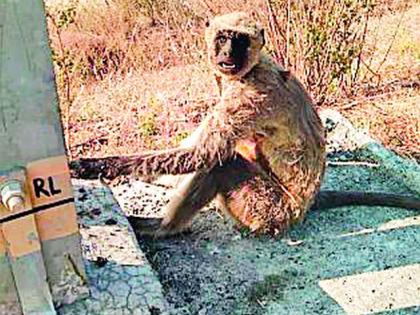 Monkey dead in the shock of high-tech channel | हायटेन्शन वाहिनीच्या शॉकने माकड मृत