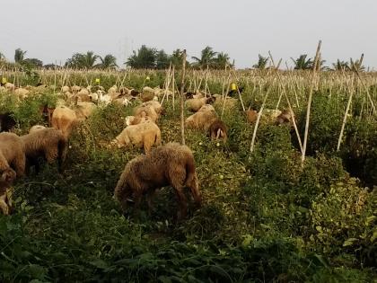 Sheep left in tomatoes | टमाट्याच्या शेतात सोडल्या मेंढ्या