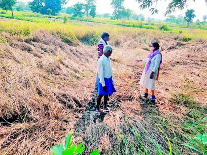 The torrential rains hit the paddy crop and the vegetables recovered | तुडतुडा, अतिवृष्टीने धानपिकाला मारले तर भाजीपाल्याने सावरले