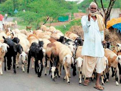 Neglected forest officials for shepherds | मेंढपाळांना वनक्षेत्राधिकाºयांचा नाहक जाच