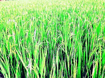 White lentils will reduce the yield of summer grains | पांढऱ्या लोंबीने उन्हाळी धानाचे उत्पन्न घटणार