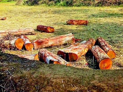 Illegal slaughter of trees in government land | शासकीय जागेवरील वृक्षांची अवैध कत्तल