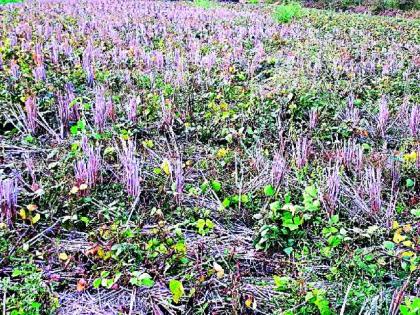 Absolutely Damaged Rabi Crops | रबी पिकांचे अतोनात नुकसान